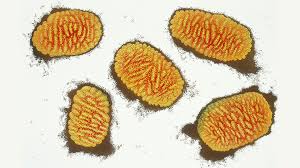 U nang thực quản - Hình ảnh minh họa